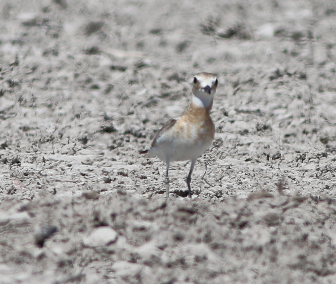 Greater Sand-Plover